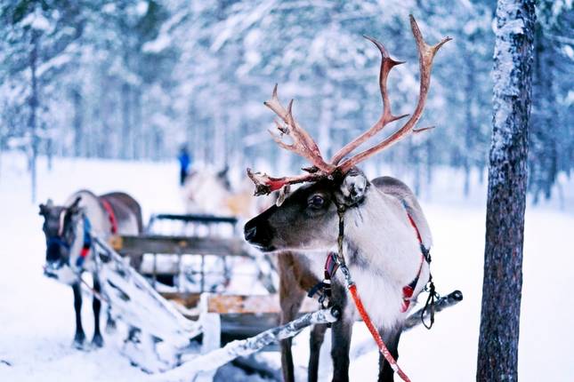 Tailor-Made Finland Adventure to Lapland