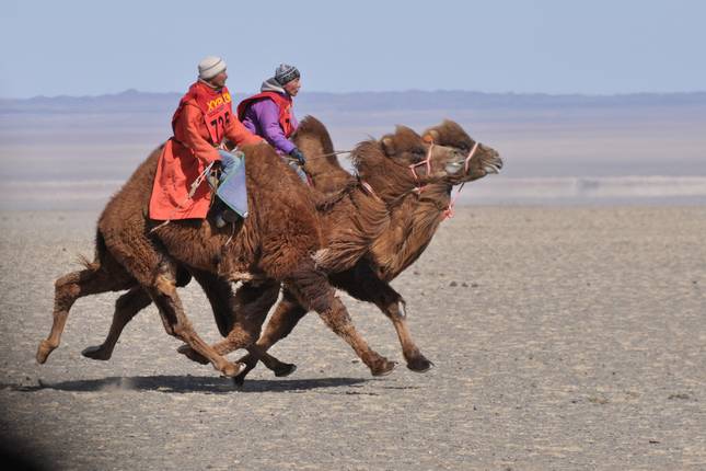 Camel Festival in the Great Gobi