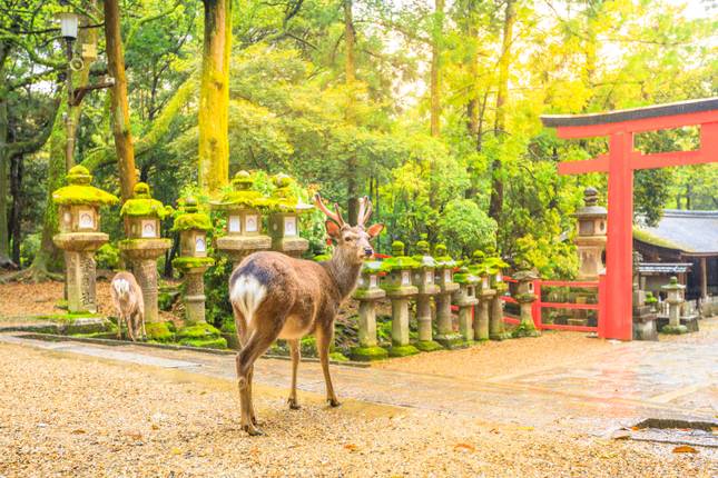 Walk the Nakasendo Trail