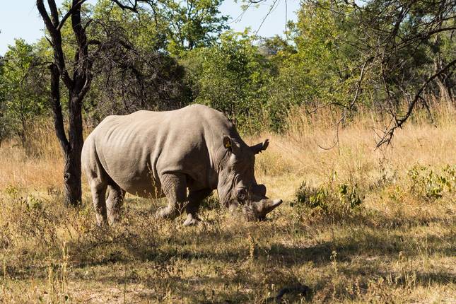 Kruger, Matobo & Falls (Accommodated) - 7 days