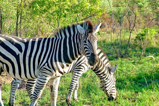 Falls, Matobo & Kruger (Accommodated) - 7 days