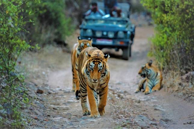 Adventures Ranthambore Wildlife Safari Tour From Delhi with Safari Rides