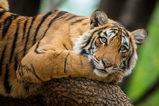 Adventures Ranthambore Wildlife Safari Tour From Delhi with Safari Rides