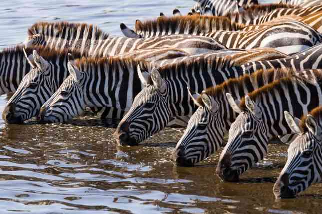 Kenya & Tanzania Great Migration 7-Day Safari