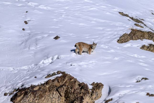 Das Phantom der Berge