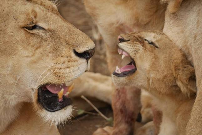 Safari de 5 Dias no Norte da Tanzânia: Tarangire, Serengeti, Ngorongoro