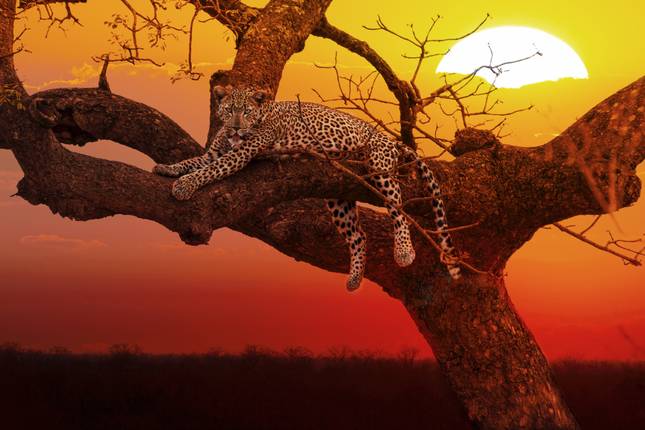 Sea, Safari, South Africa (Without Johannesburg (from 22 December 2025), Air Tax Cape Town To Durban)