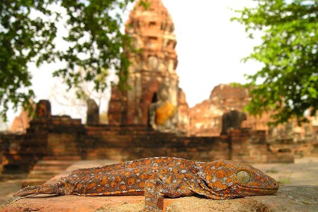 Elefantenpfade und Tempelgänge