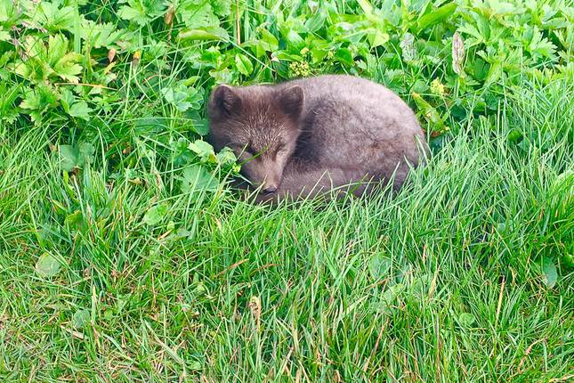 Midnight Sun & Arctic Foxes