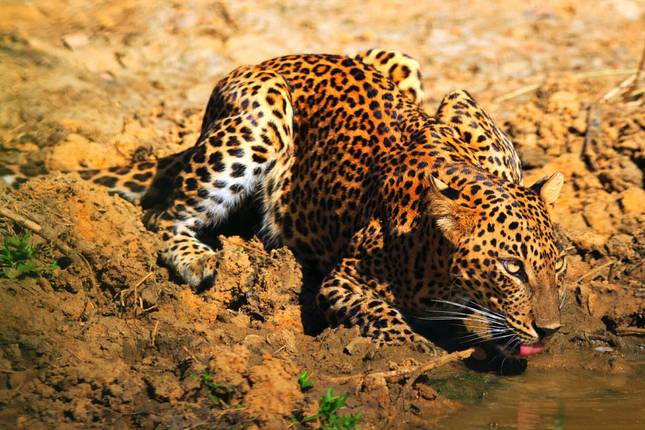 Sri Lanka Wildlife Tour Rundreise