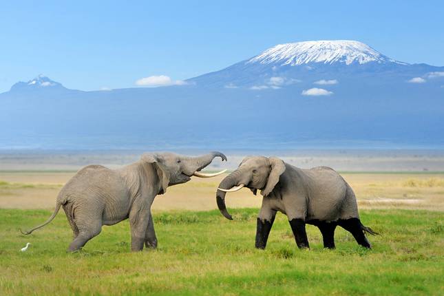 Gorilla Trek, Kenya & Tanzania - 28 days