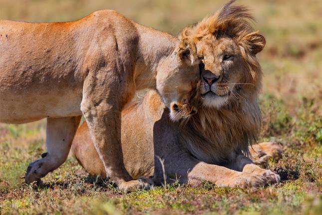 Great African Expedition - 58 days