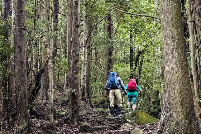 Japan Autumn Tour Inclu. Kumano Kodo Trail (Private Customize)