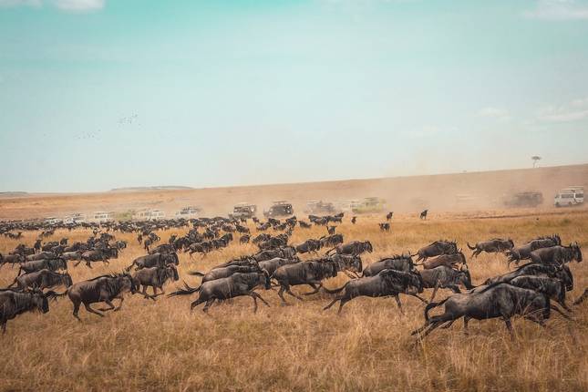 7 Days Serengeti National Park Safaris