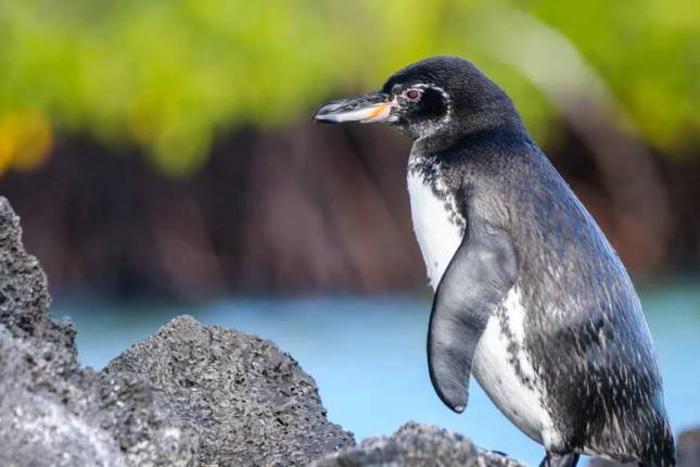Galápagos - Ilhas Centrais e Ocidentais a bordo do Solaris