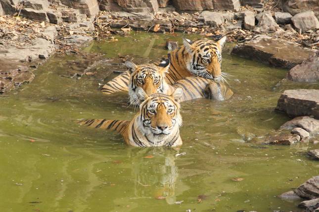 Tailor Made India: The Golden Triangle and Wildlife