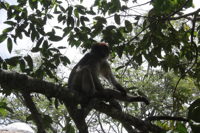 10 Best Rwanda Tours & Trips 2025/2026 - TourRadar