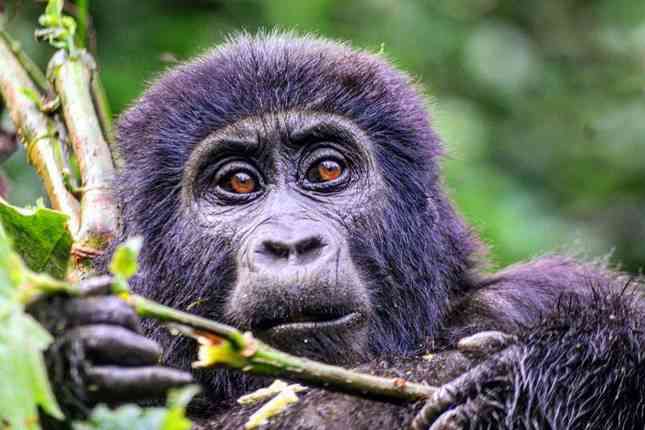 Best of Uganda Gorilla, Chimpanzee And Wildlife Safari