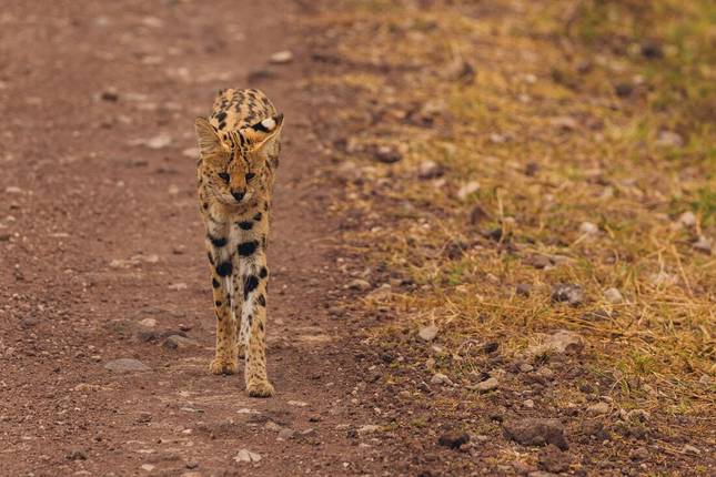 Vic Falls to Kenya (22 destinations)