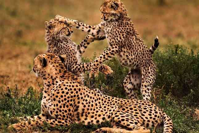 12 Days Tanzania Essence of Wildlife and Cultural Safari