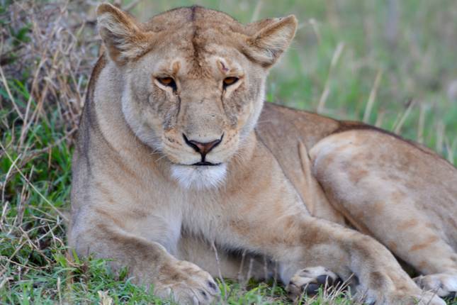 Nord-Tansania Safari 5 Tage