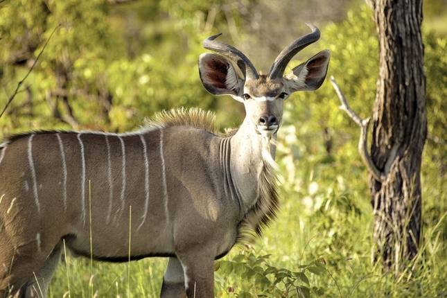 Best of South Africa (Autoreise) Johannesburg - Kapstadt