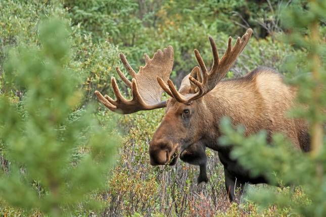 From Coast to Coast (from Stockholm)