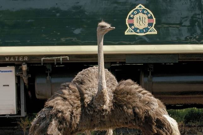 Rovos Rail - The Pride of Africa (von Kapstadt bis Pretoria)