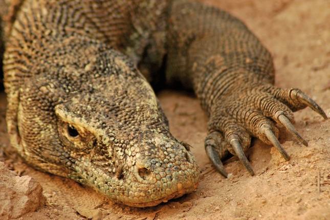 Get to know Komodo & Flores (group tour)