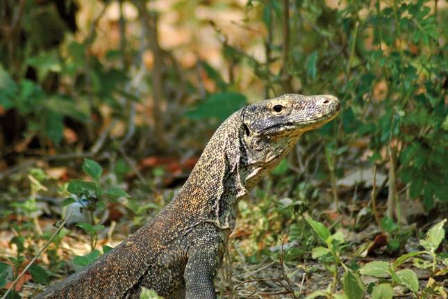 Get to know Komodo & Flores (private tour)