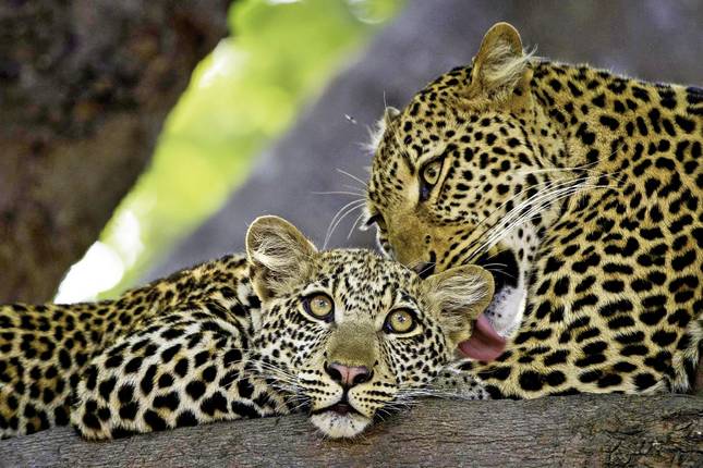 A World in One Country - North