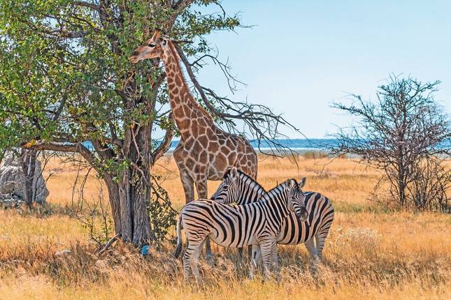 Kontrastreiches Namibia