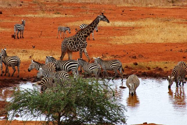 Kenya Safari & Beach - 9 days