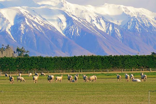 The Complete South Pacific  (Melbourne to Queenstown) (2025)