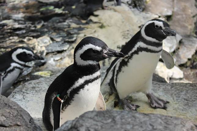Top 5 Luxury Wildlife Tours in Antarctica / South Pole - TourRadar