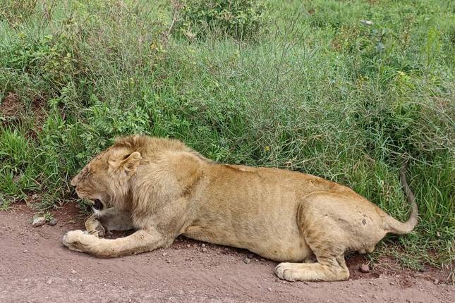Ngorongoro Crater day tour