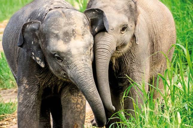 Nord-Thailand mit Goldenem Dreieck (Gruppenreise)