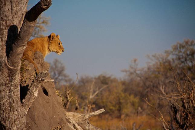 Botswana - National Parks