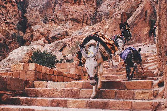Journey Through Egypt and Jordan (Amman to Cairo) (2026) by Collette ...