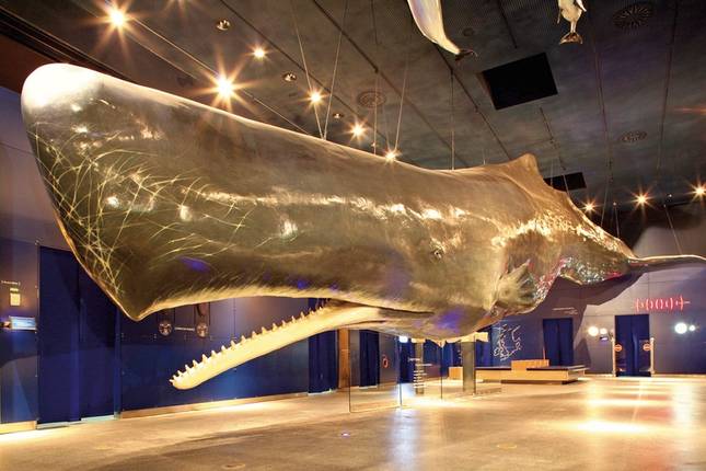 Husum with Sylt excursion