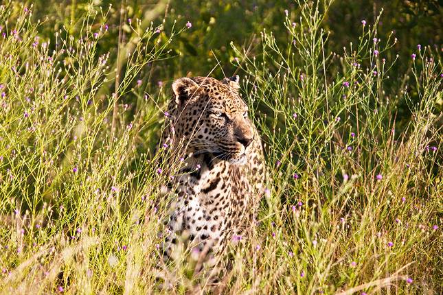 Südafrika - freie Wildnis und Indischer Ozean