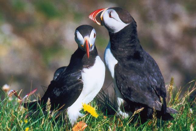 Islands Naturwunder geruhsam erleben