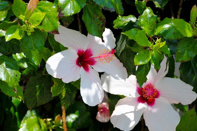 Flower Paradise Madeira and its Little Sister Porto Santo