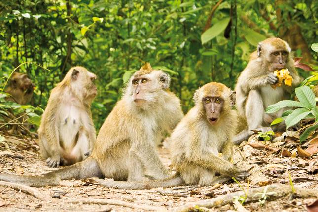 MultiCultural Malaysia