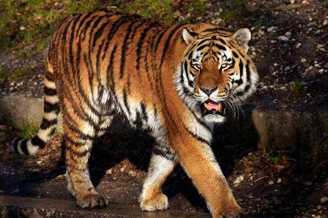 5泊6日 ゴールデントライアングルとタイガー探しの旅!