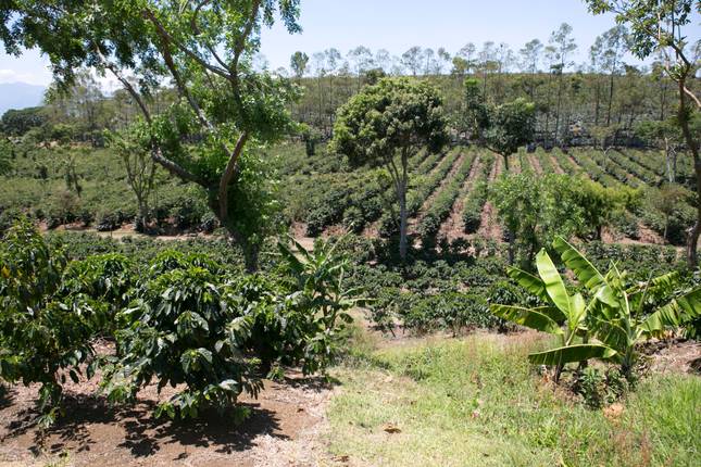 Tropical Costa Rica  (San Jose to Guanacaste) (2026)