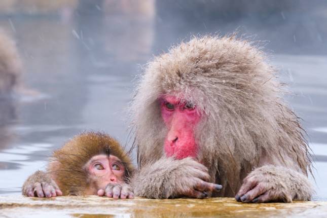 14 Days Japan Exploration Tour（Private Guide and Driver）- Umetravel