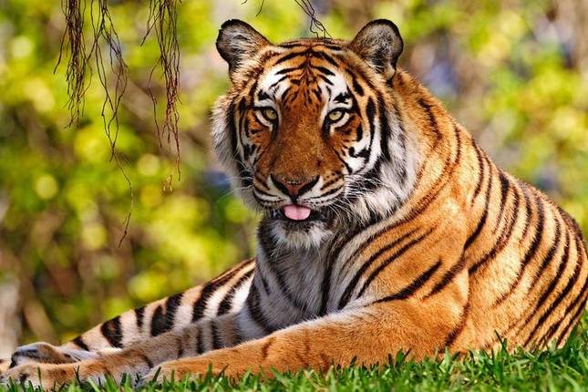 Ranthambhore National Park Tour 3 Days - ALL INCLUISVE