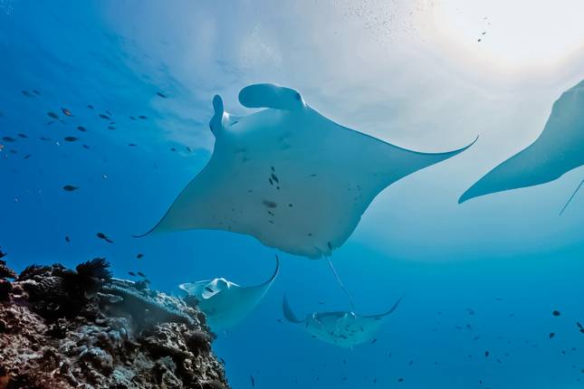 Queensland exclusive: Reef & Rainforest