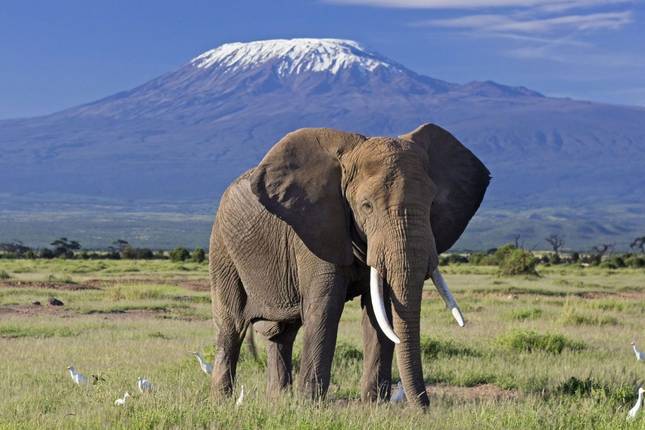 3 Days Amboseli National Park Safaris on 4x4 Jeep